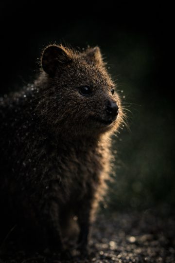 Quokka Close-Up in Rain Dark Lighting Wallpaper