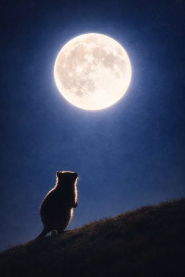 Quokka Under Full Moon Silhouette Wallpaper