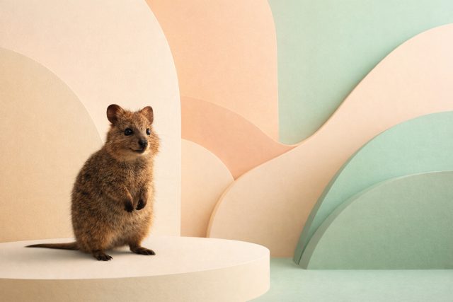 Quokka with Geometric Pastel Arches Wallpaper
