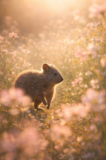 Quokka Golden Hour Flower Meadow Wallpaper