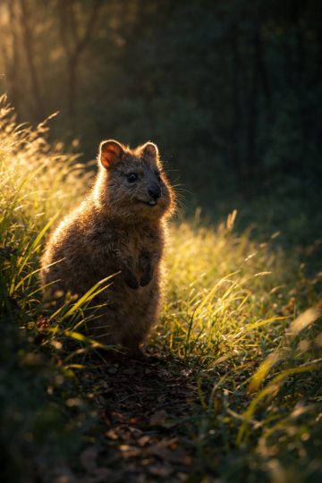 Quokka Golden Hour Forest Edge Wallpaper