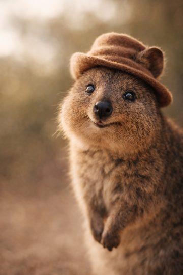 Quokka Wearing Hat Close-Up Wallpaper