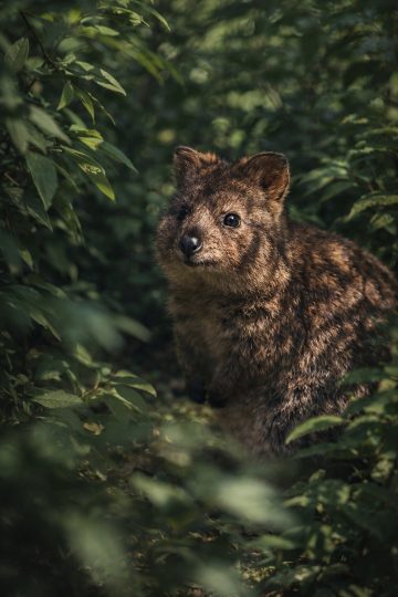 Quokka Hidden in Forest Foliage Wallpaper