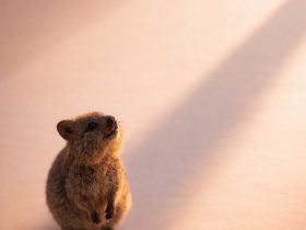 quokka casting a long soft shadow on pastel surface with warm directional light and minimal scene