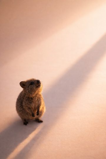 Quokka with Long Shadow Pastel Light Wallpaper
