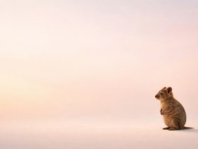 small quokka positioned on the side with large pastel empty background creating strong negative space composition