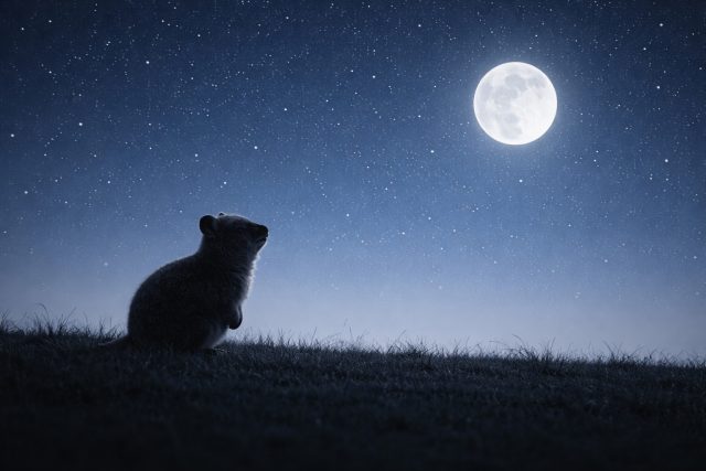 Quokka in Moonlit Field with Stars Wallpaper