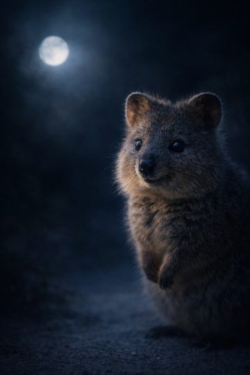 Quokka Night Forest Close-Up Moonlight Wallpaper