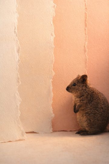 Quokka with Paper Texture Pastel Background Wallpaper