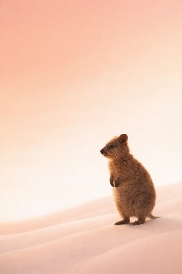 Quokka on Pastel Sand Dunes Minimal Wallpaper