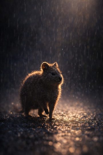 Quokka in Rain Night Warm Light Wallpaper