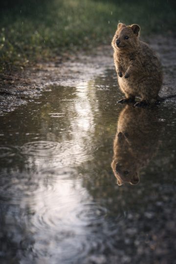 Quokka Reflection in Rain Puddle Wallpaper