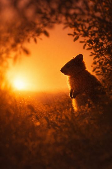 Quokka Silhouette Framed by Sunset Branches Wallpaper