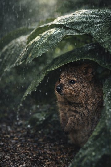 Quokka Under Leaf in Rain Forest Wallpaper