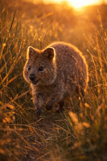 Quokka Walking in Golden Field Sunset Wallpaper