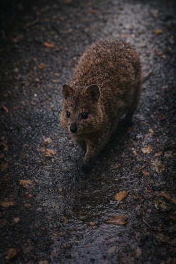 Quokka Walking on Wet Ground Rain Wallpaper