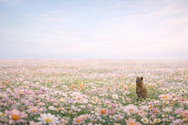 Quokka in Wide Minimal Flower Field Wallpaper