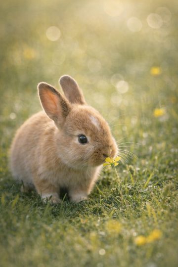 Baby Bunny Smelling a Wildflower in a Meadow Wallpaper