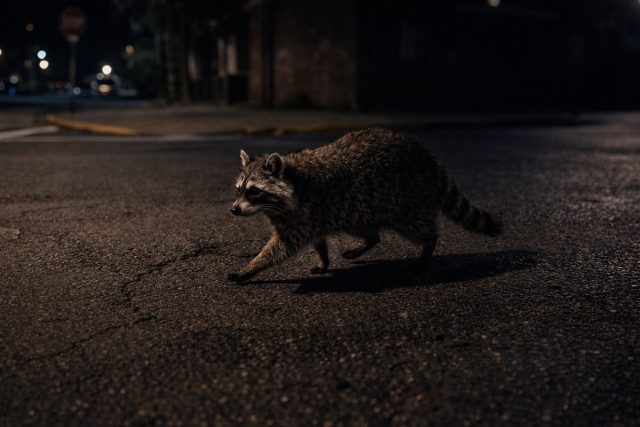 Raccoon Crossing Dark Street Minimal Night Scene