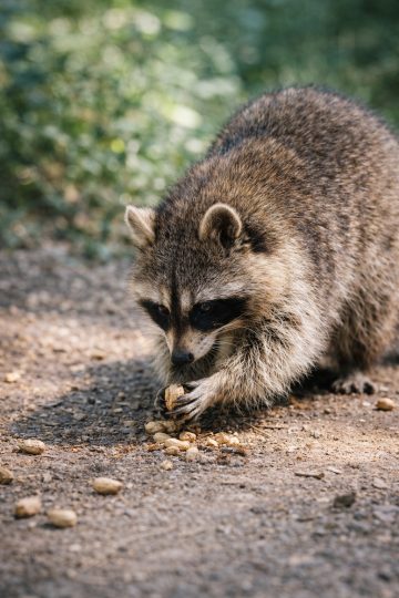 Raccoon Foraging Nuts Forest Ground Wallpaper
