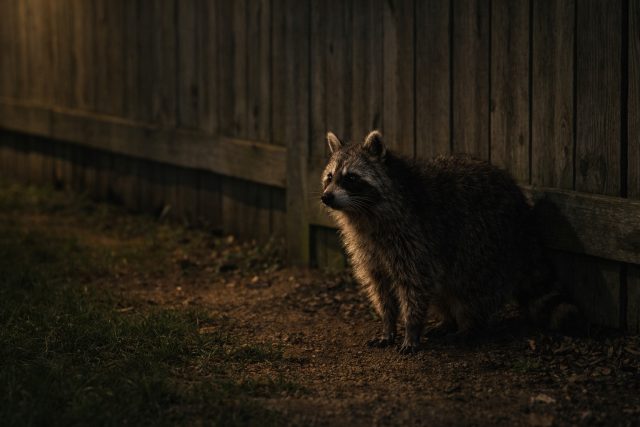 Raccoon Near Fence Suburban Night Soft Light