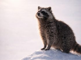 realistic raccoon sitting on snow mound warm sunrise light soft glow pastel sky winter peaceful scene cinematic