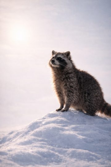 Raccoon on Snow Hill Sunrise Warm Glow