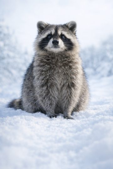Raccoon Sitting in Snow Front Portrait Soft Light