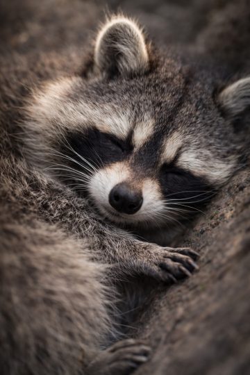 Sleeping Raccoon Close-Up Peaceful Curled Wallpaper