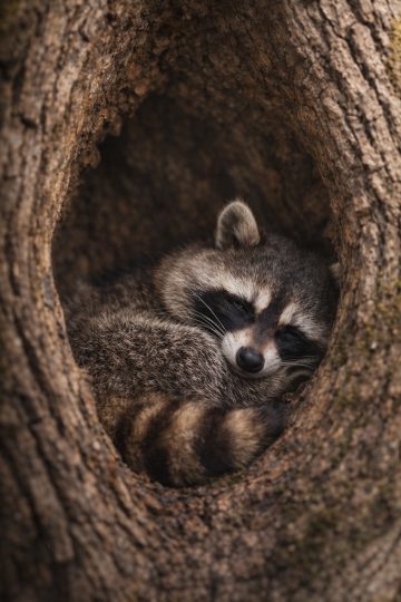 Raccoon Sleeping in Tree Hollow Cozy Nature Wallpaper