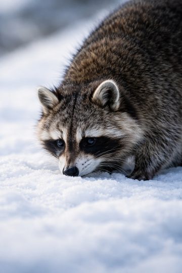 Raccoon Sniffing Snow Close Up Detail