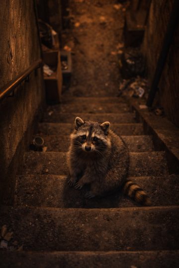 Raccoon Sitting on Urban Stairs Moody Alley Scene