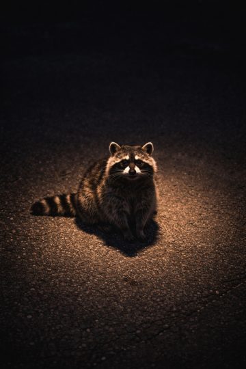Raccoon Sitting Under Streetlight Night Minimal Scene