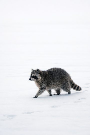 Raccoon Walking Through Snow Minimal White Scene