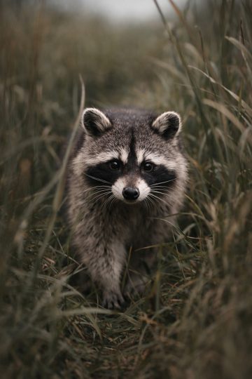 Raccoon Close Portrait in Tall Grass Wildlife