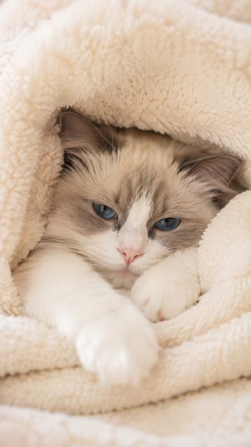 Ragdoll Cat Wrapped in Soft Blanket Wallpaper