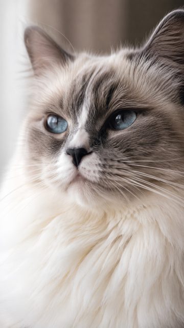 Soft Close-Up Ragdoll Cat Face Wallpaper
