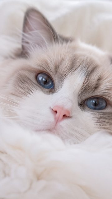 Ragdoll Cat Nose Close-Up Wallpaper