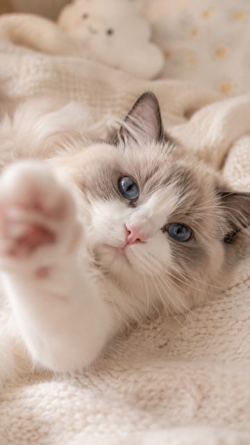 Ragdoll Cat Paw Reach Wallpaper