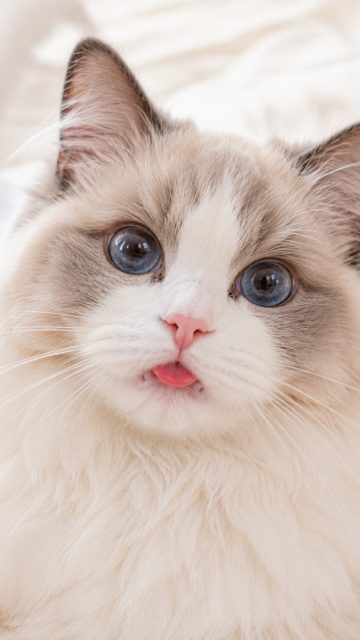 Ragdoll Cat Tongue Blep Portrait Wallpaper