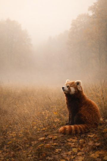 Red Panda in a Misty Autumn Meadow Wallpaper