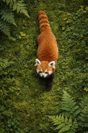 Red Panda Walking Through Mossy Forest Wallpaper