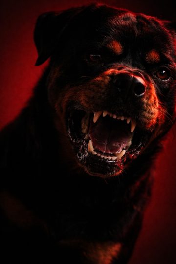 Rottweiler Snarling Close-Up with Intense Red Lighting Wallpaper
