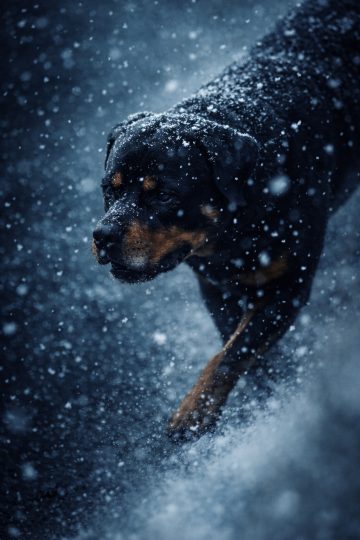 Rottweiler Walking Through Falling Snow in Cool Blue Tones Wallpaper