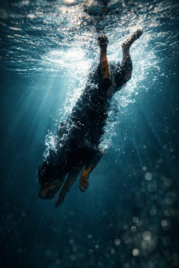 Rottweiler Diving Underwater with Bubbles and Light Rays Wallpaper