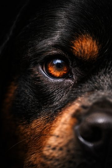 Rottweiler Eye Extreme Macro with Light Reflection Detail Wallpaper