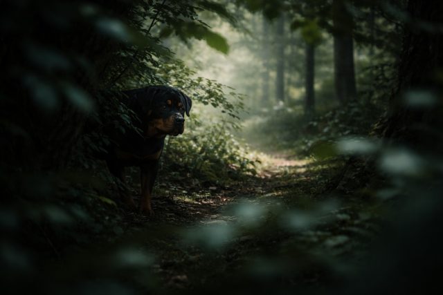 Rottweiler Standing Along Hidden Forest Path in Green Shadow Wallpaper