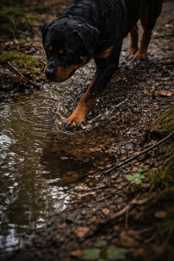 Rottweiler Stepping Into Forest Puddle with Shadowed Light Wallpaper