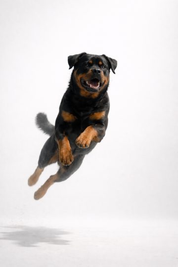 Rottweiler Jumping in High Key White Minimal Background Wallpaper