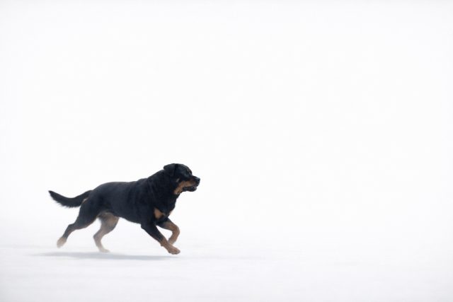 Rottweiler Running Across White Space with Minimal Contrast Wallpaper